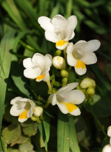 Freesia leichtlinii subsp. alba